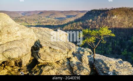 Lone tree growing on the rocks at the Eagle Nest view point at the Pinnacles in Berea, Kentucky Stock Photo