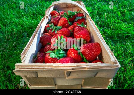 Wooden box full of red ripe strawberries outside on a green lawn. Harvesting summer fruits Stock Photo