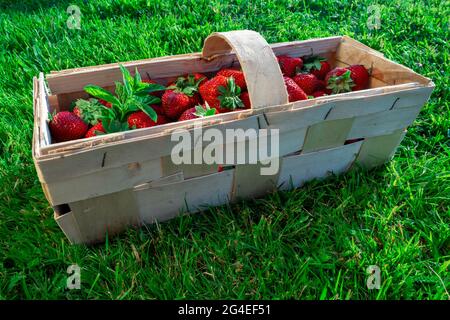 Wooden box full of red ripe strawberries outside on a green lawn. Harvesting summer fruits Stock Photo