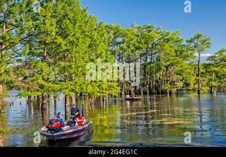 Boats, bald cypress trees in springtime, Potter's Point at Caddo Lake, Piney Woods region, Texas, USA Stock Photo