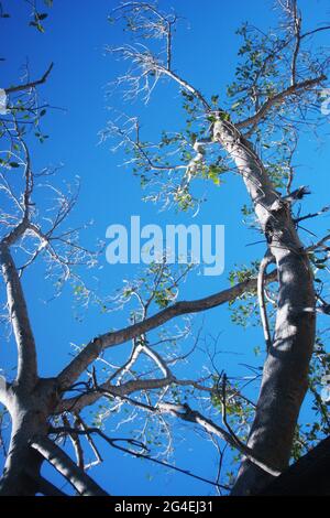 Large tree in springtime, seen against blue sky Stock Photo