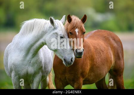 Two horses embracing in friendship in summer meadow Stock Photo