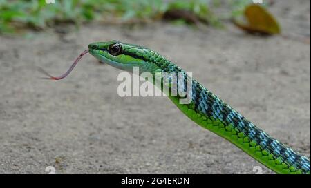 Andaman Green Bronzeback Tree Snake, Dendrelaphis andamanensis, Anderson, 1871, NON VENOMOUS, COMMON Endemic to Andaman and Little Andaman Islands Stock Photo
