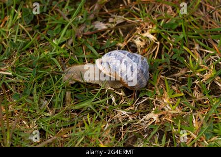 The Garden Snail is common and widespread in heaths and grassland habitats in the UK. Older individuals have worn dull shells less marbled Stock Photo