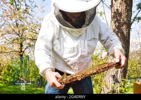 Beekeeper is looking swarm activity over honeycomb on wooden frame, control situation in bee colony. Frame with foundation with laying workers, lookin Stock Photo