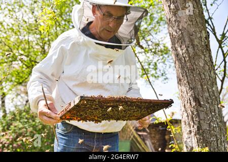 Beekeeper is looking swarm activity over honeycomb on wooden frame, control situation in bee colony. Frame with foundation with laying workers, lookin Stock Photo