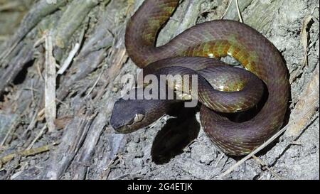 Andaman Pit Viper full body shot, Trimeresurus andersonii, Theobald ...