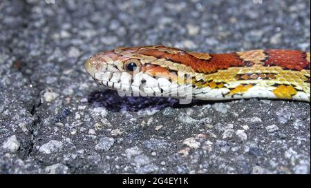 The corn snake head shot. It  is a North American species of rat snake that subdues its small prey by constriction. Found throughout the southeastern Stock Photo