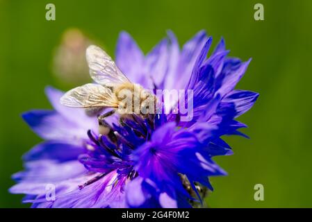 Bee collects pollen from a cornflower. blue cornflower with bee, close up on natural background Stock Photo