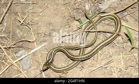 Garter snake small to medium-sized snake belonging to the genus Thamnophis. Endemic to North and Central America. NONVENOMOUS Stock Photo