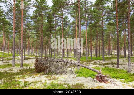 Pine tree that have fallen in the forest Stock Photo