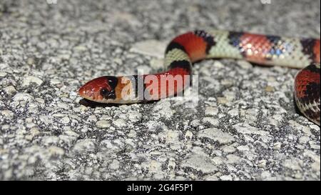 Species Profile: Scarlet Snake (Cemophora coccinea)