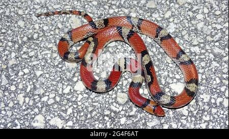 Cemophora coccinea, commonly known as the scarlet snake, species of nonvenomous snake in the family Colubridae. The species is native to the southeast Stock Photo