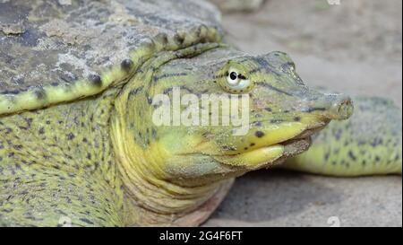 The spiny softshell turtle, Apalone spinifera is a species of softshell turtle, one of the largest freshwater turtle species in North America Stock Photo