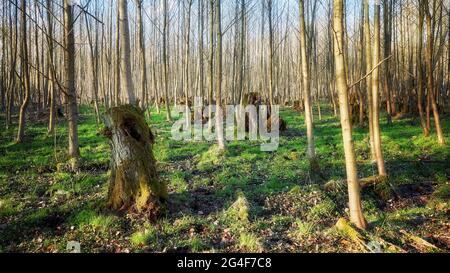 Old tree stumps in a forest. Stock Photo