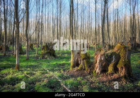 Old tree stumps in a forest. Stock Photo