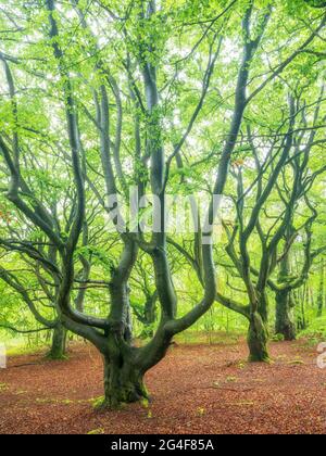 Ancient beech forest in spring, Kellerwald-Edersee National Park, UNESCO World Heritage Site Primeval Beech Forests and Ancient Beech Forests of the Stock Photo