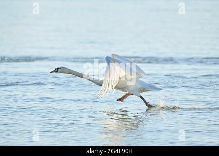 Mute swan (Cygnus olor) takes off from water, Germany Stock Photo