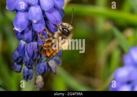 Rusty mason bee (Osmia bicornis) on grape hyacinth (Muscari armeriacum), Baden- Wuerttemberg, Germany Stock Photo