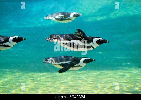 African penguin (Spheniscus demersus), adult, group, in water, swimming, captive, South Africa