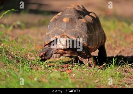 Red-footed Tortoise (geochelone Carbonaria), Adult, Foraging, Captive 