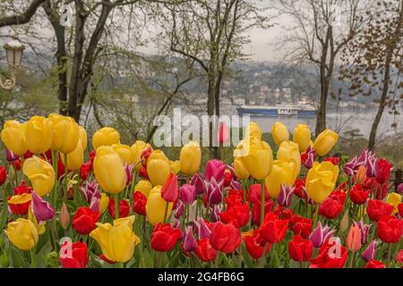 Flower beds with red and white tulips in the tulip festival Emirgan Park, Istanbul, Turkey Stock Photo