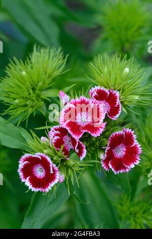 Flowering bearded carnation (Dianthus barbatus) Stock Photo
