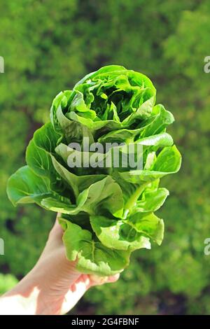 Closeup of Baby Cos Lettuce in Woman's Hand against Blurry Green Foliage Stock Photo