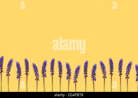 Row of violet muscari flowers on a yellow background with place for text. Stock Photo