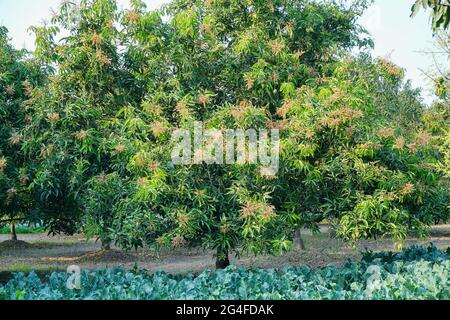 Mangifera indica, commonly known as mango, a species of flowering plant - with full blossom in rural agricultural field of west bengal, India. Stock Photo