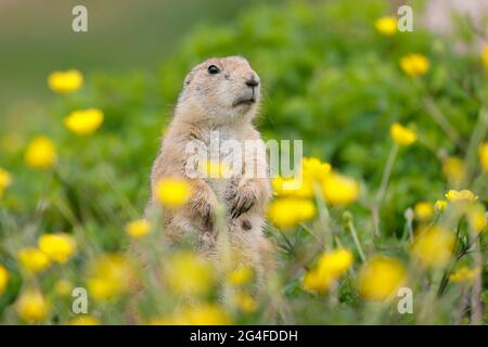 Black-tailed Prairie Dog (Cynomys ludovicianus) in a flowering meadow, Germany Stock Photo