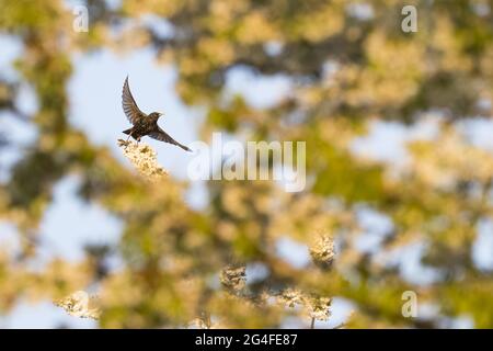 Starling (Sturnus vulgaris), taking off from flowering cherry tree branch, Hesse, Germany Stock Photo