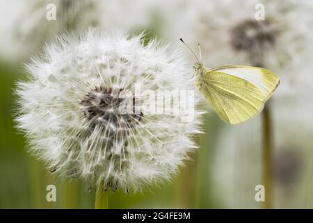 Small Small white (Pieris rapae) on dandelion (Taraxacum), dandelion, Hesse, Germany Stock Photo