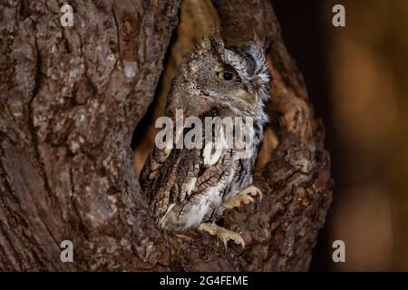 A young trained Eastern Screech Owl (brown morph) perched in a tree. Scientific name: Megascops asio Stock Photo