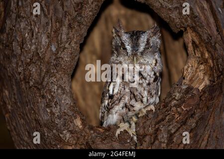 A young trained Eastern Screech Owl (brown morph) perched in a tree. Scientific name: Megascops asio Stock Photo