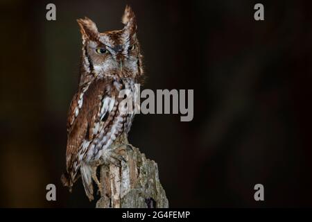 A young trained Eastern Screech Owl (red morph) perched in a tree. Scientific name: Megascops asio Stock Photo