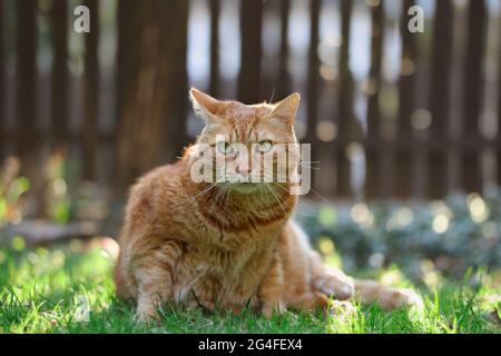 Ginger Tabby Cat with Green Eye in the Sunny Garden. Adorable Orange Feline Animal being Alert in Green Grass. Stock Photo