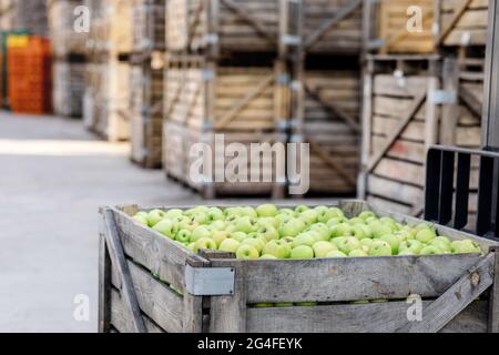 Good harvest of juicy fresh ripe, organic fruits, sale of products, distribution in warehouse Stock Photo