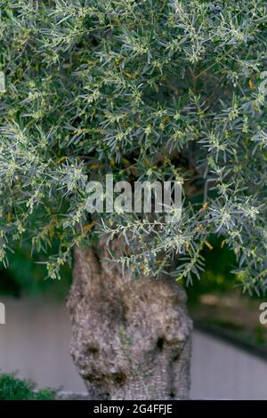 Big blooming olive tree in the garden in spring Stock Photo