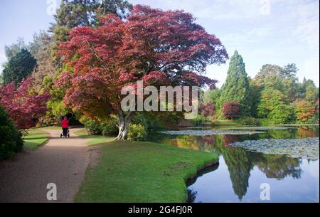 Visitors enjoy the glorious autumnal beauty on display at Sheffield Park and Gardens in East Sussex, England, October 2020.  Famous for  autumn colour Stock Photo