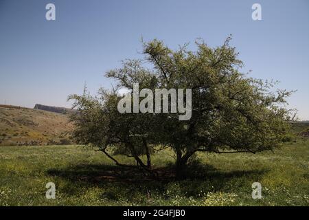 Christ S Thorn Jujube Tree Ziziphus Spina Christi Stock Photo Alamy Christ S Thorn Jujube Tree Ziziphus Spina Christi Stock Photo Alamy