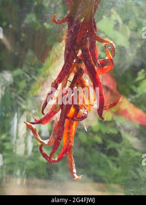 Dried Chilli hanging in window, backlit Stock Photo