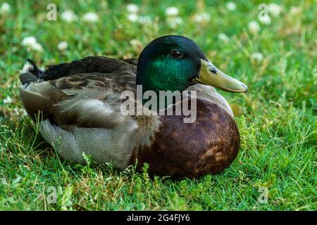 Male Mallard Duck sitting on lawn Stock Photo