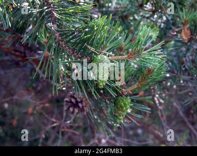 Young green cones on a branch of a pine tree Stock Photo
