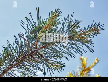 Young green cones on a branch of a pine tree Stock Photo