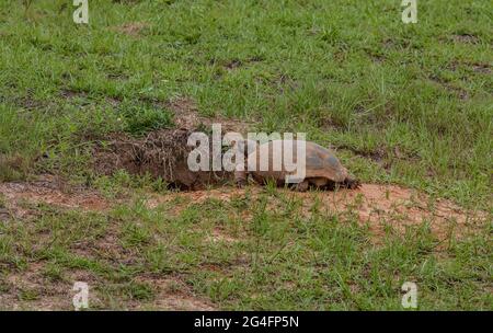 Gopher tortoise (Gopherus polyphemus) is a burrowing reptile native to ...