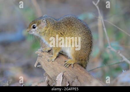 Smith's bush squirrel sitting on a branch in Kruger Park, South Africa Stock Photo