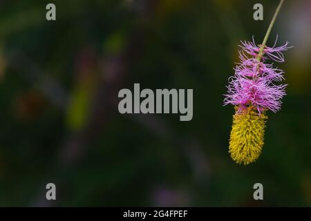 Sicklebush flower (Dichrostachys cinerea) in South Africa closeup with blurred background and copy space Stock Photo