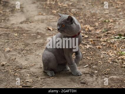 Cat on a walk in the park Stock Photo