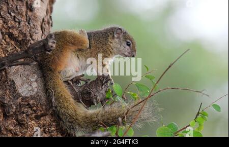 South Africa Stock Photo